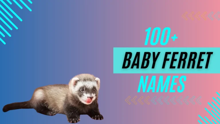 100+ baby ferret names