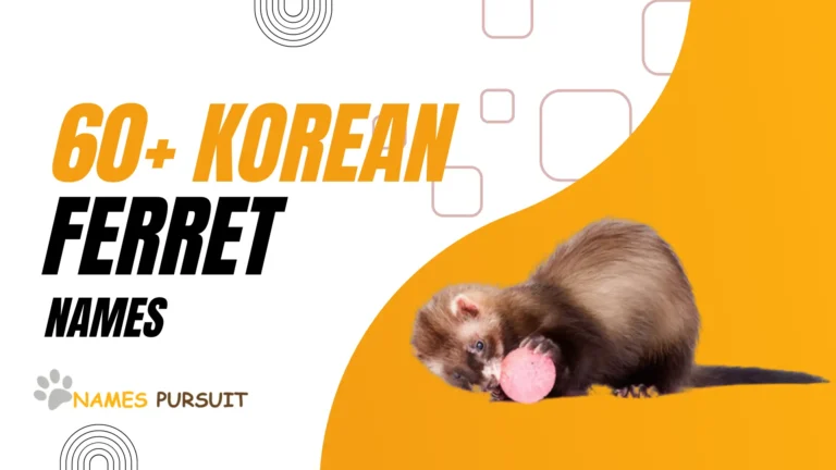60+ korean ferret names