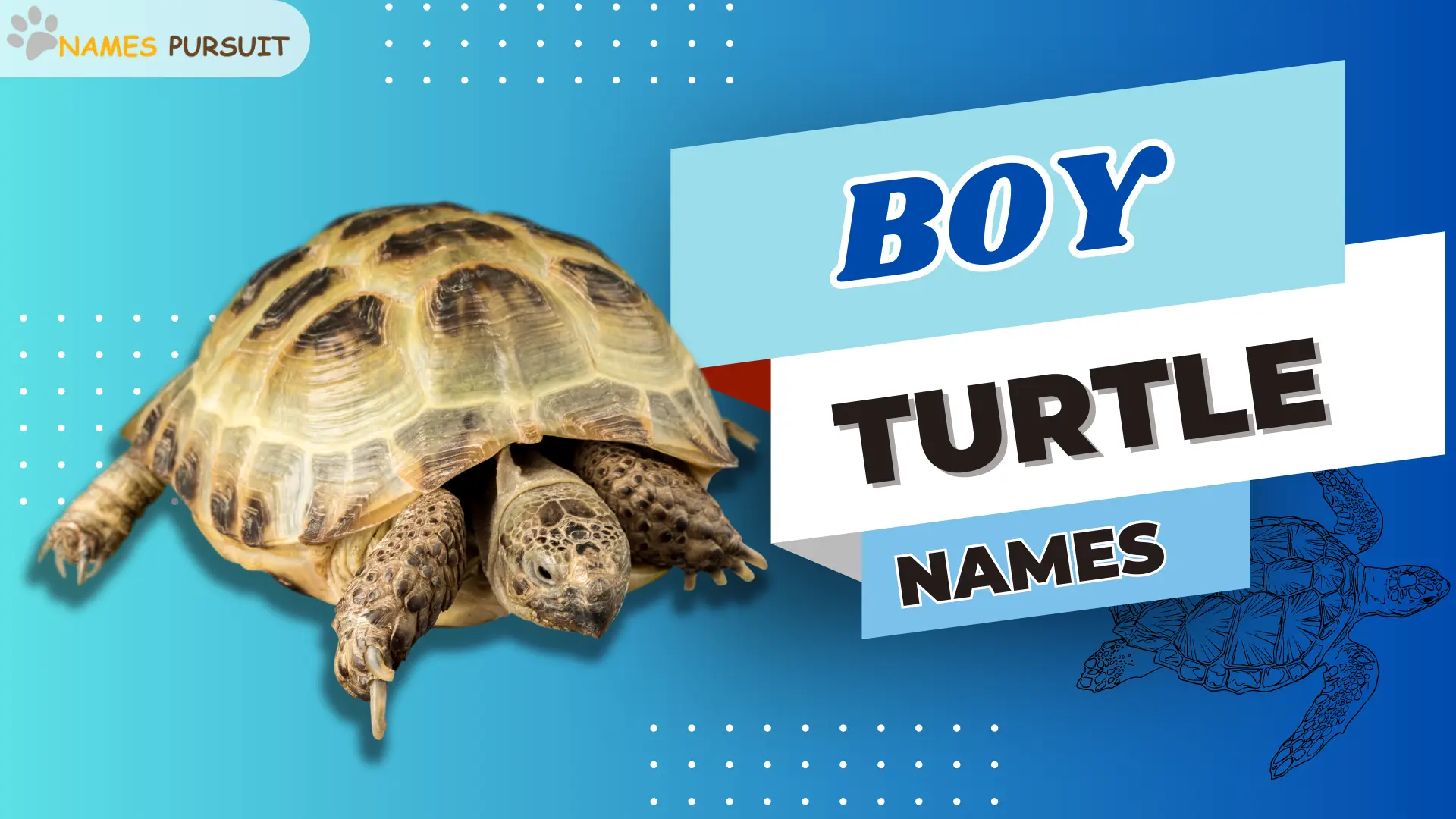 top-a-z-boy-turtle-names-find-the-perfect-fit