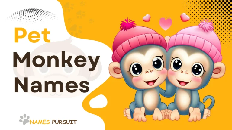 Pet Monkey Names