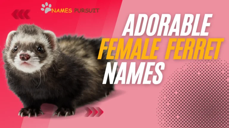 adorable female ferret names