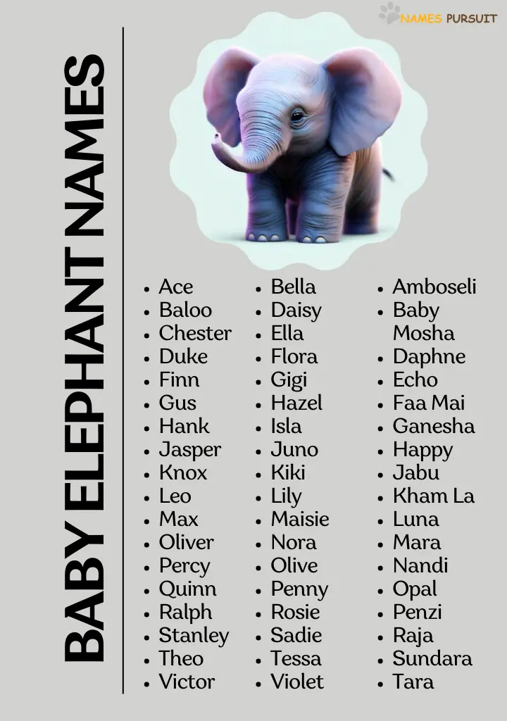 150+ Baby Elephant Names in 2023!