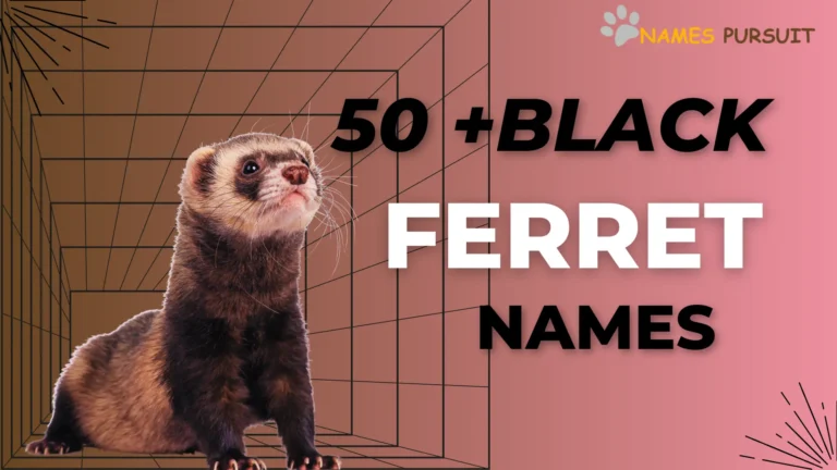 black ferret names