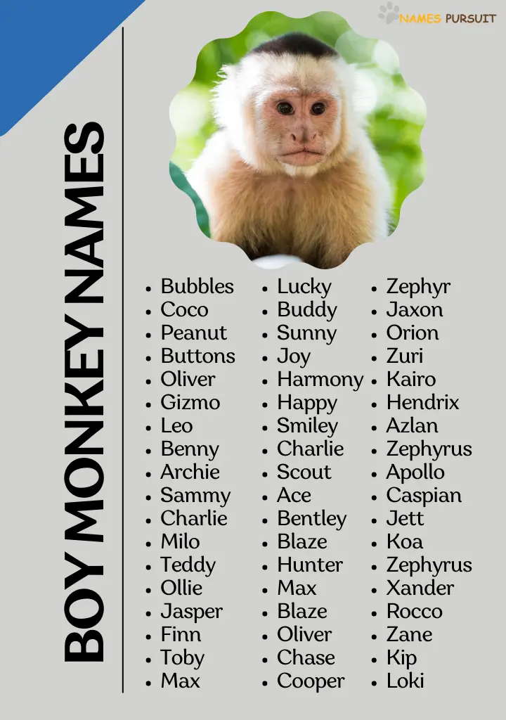 boy monkey names Infographic - NamesPursuit