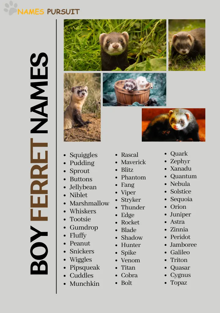 Boy Ferret Names (Cute, Funny & Cool)