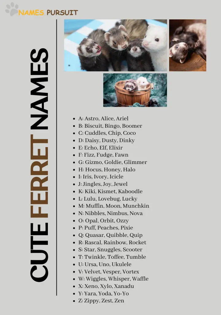 cute-names-for-ferrets-97-creative-ferret-names-for-your-playful-pet