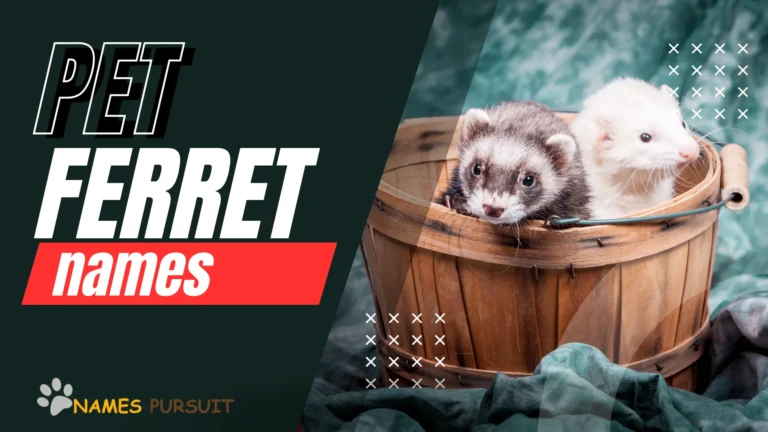 pet ferret names