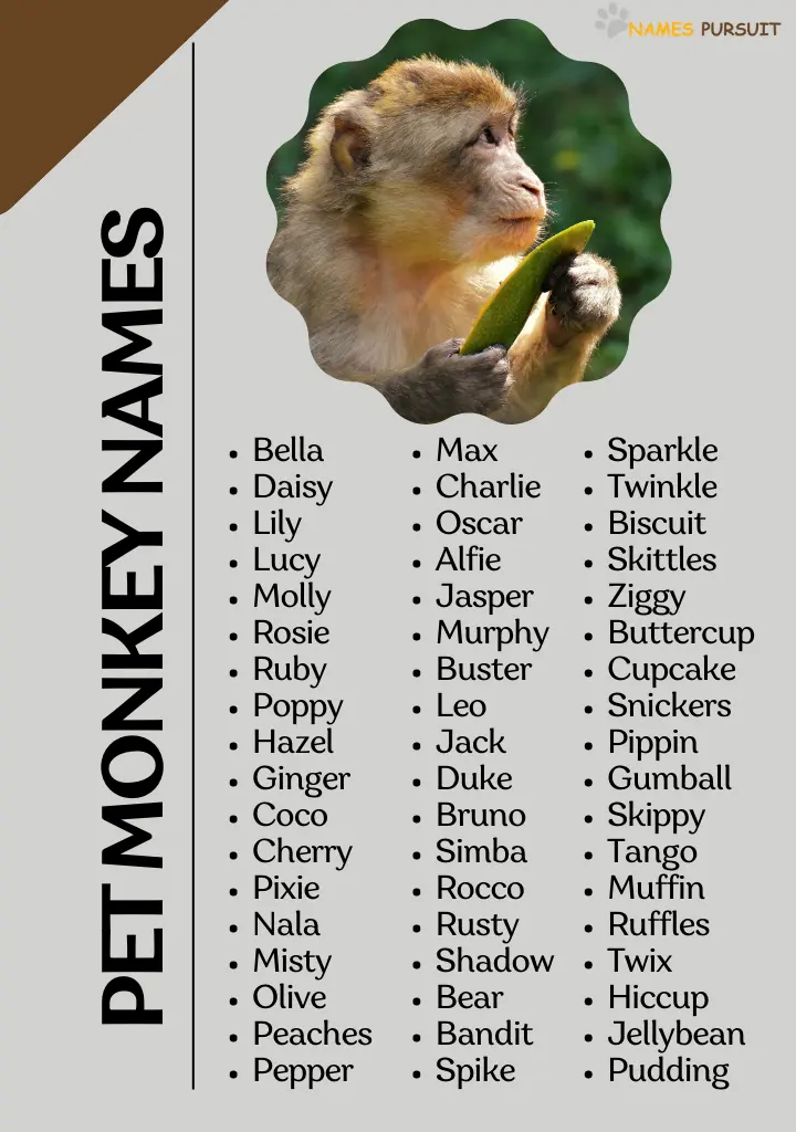 pet monkey names infographic - NamesPursuit