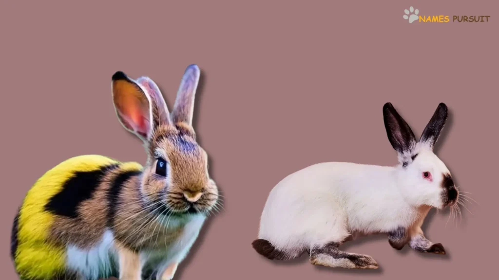 Color Rabbit Names