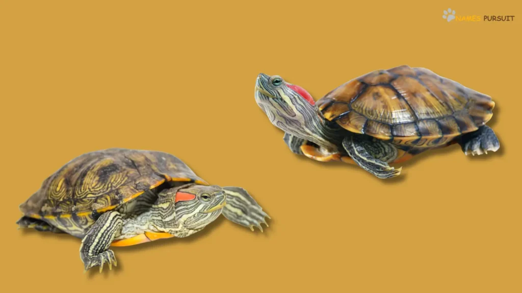 Red-Eared Slider Turtle Names