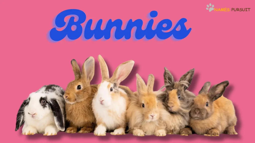 Descriptive Names for Bunnies