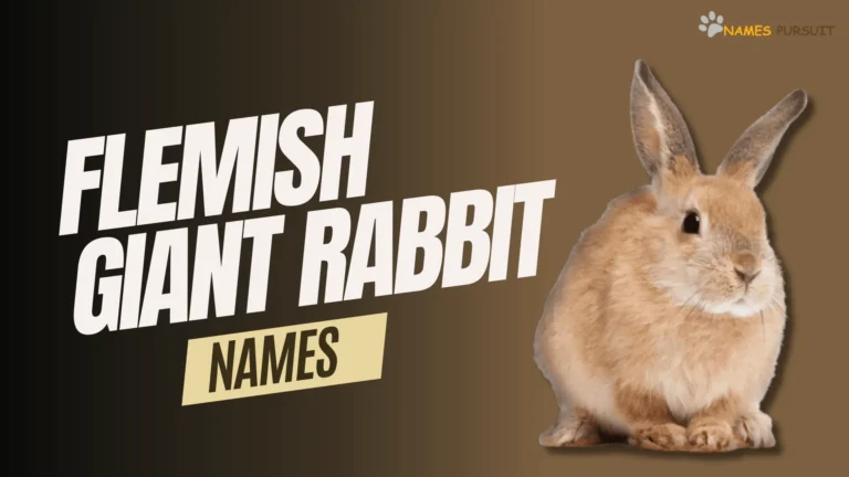 japanese-rabbit-names-50-ideas-for-your-furry-pet