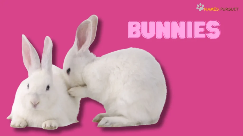 Funny Names for Bunnies