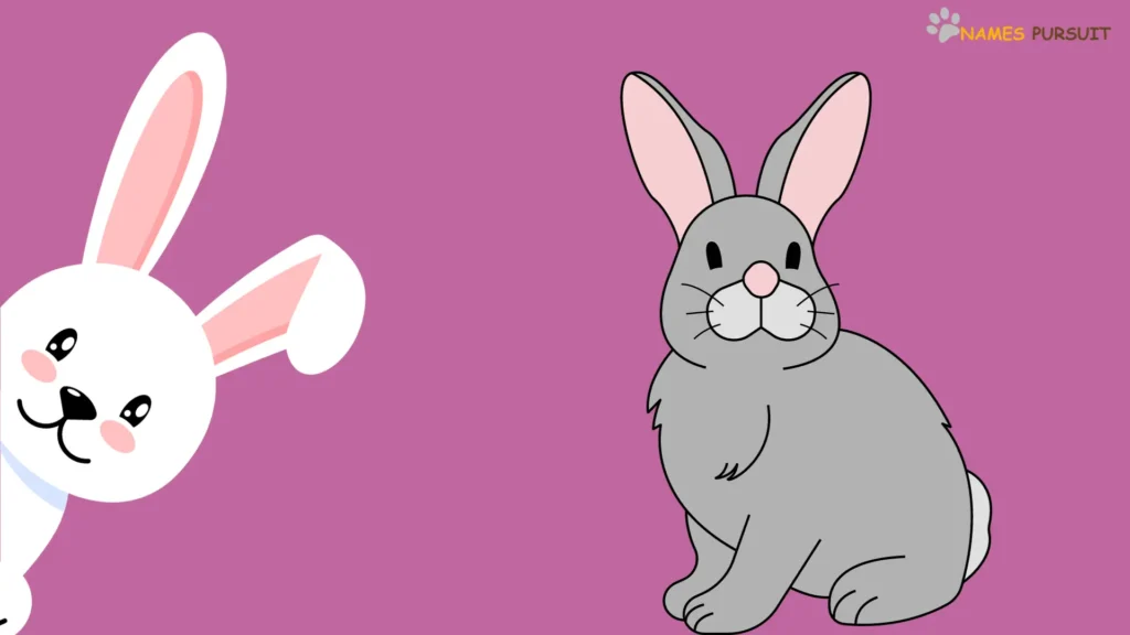 Funny Pair Rabbit Names