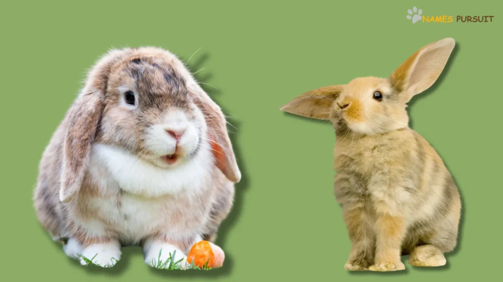 Male Names for Rabbits