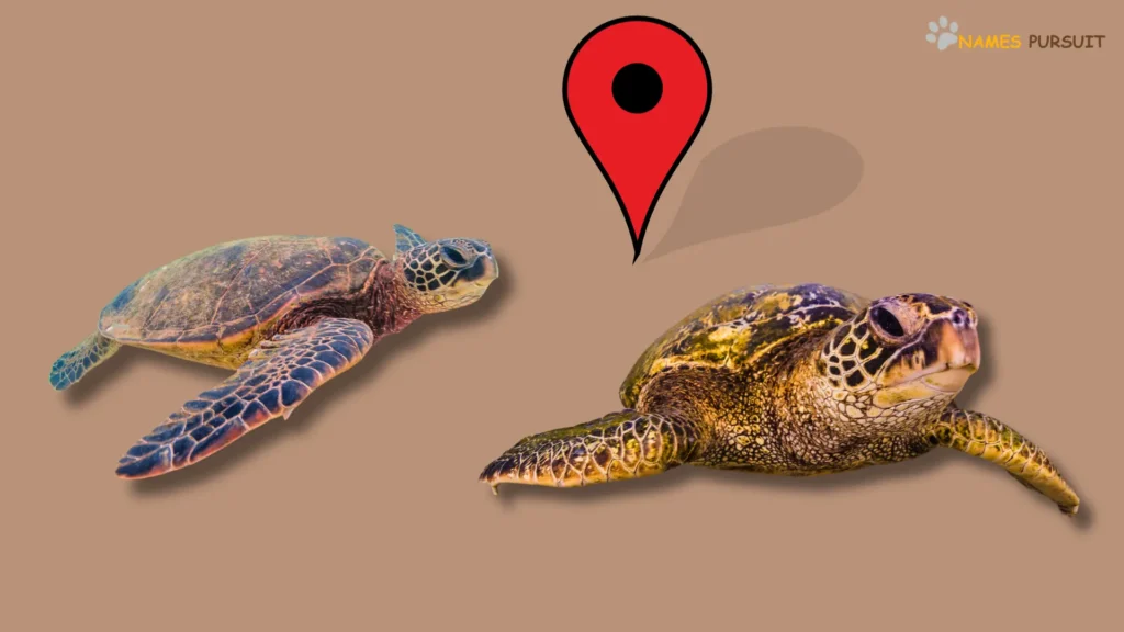Hawaiian Turtle Names Inspired by Locations