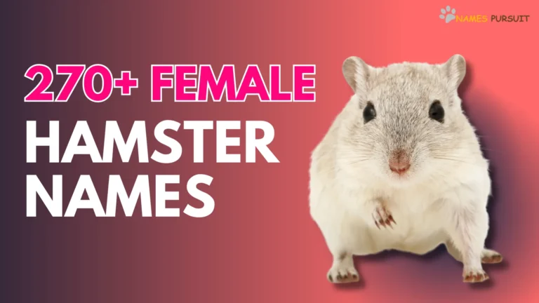 270+ Female Hamster Names-Names pursuit