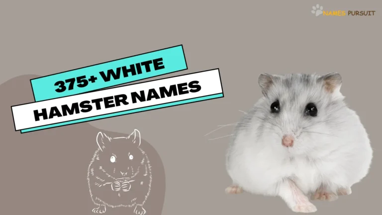 375+ White Hamster Names- names pursuit