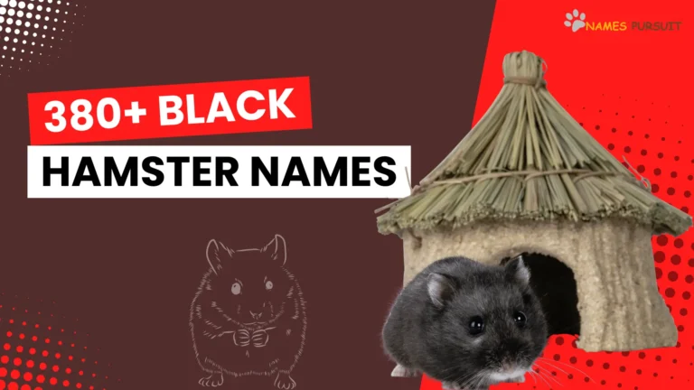 380+ Black Hamster Names