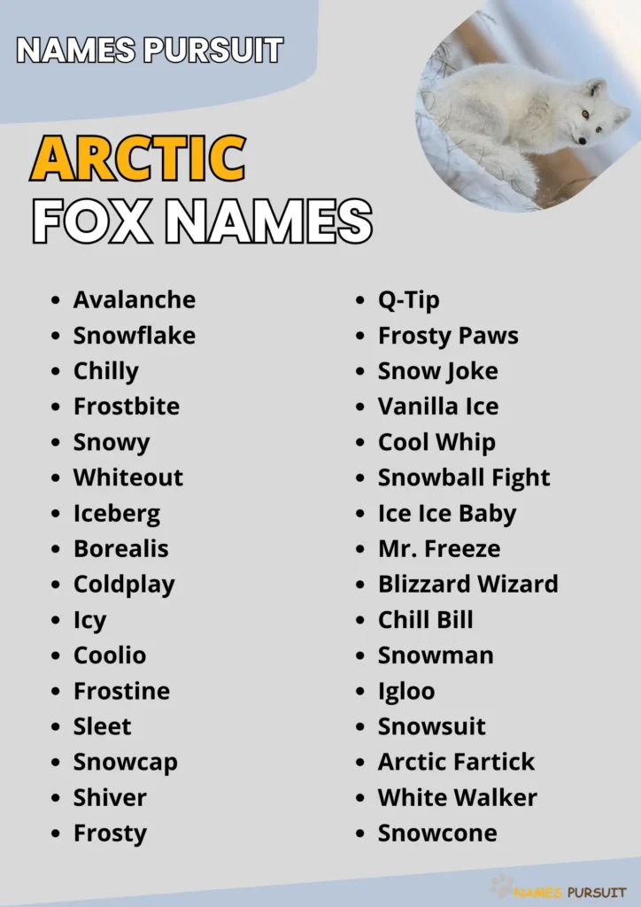 Arctic Fox Names infographic