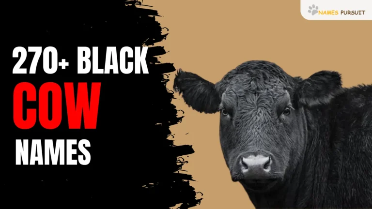 Black Cow Names