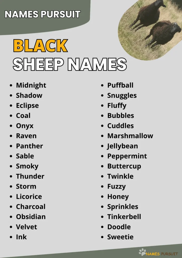 Best Black Sheep Names infographic