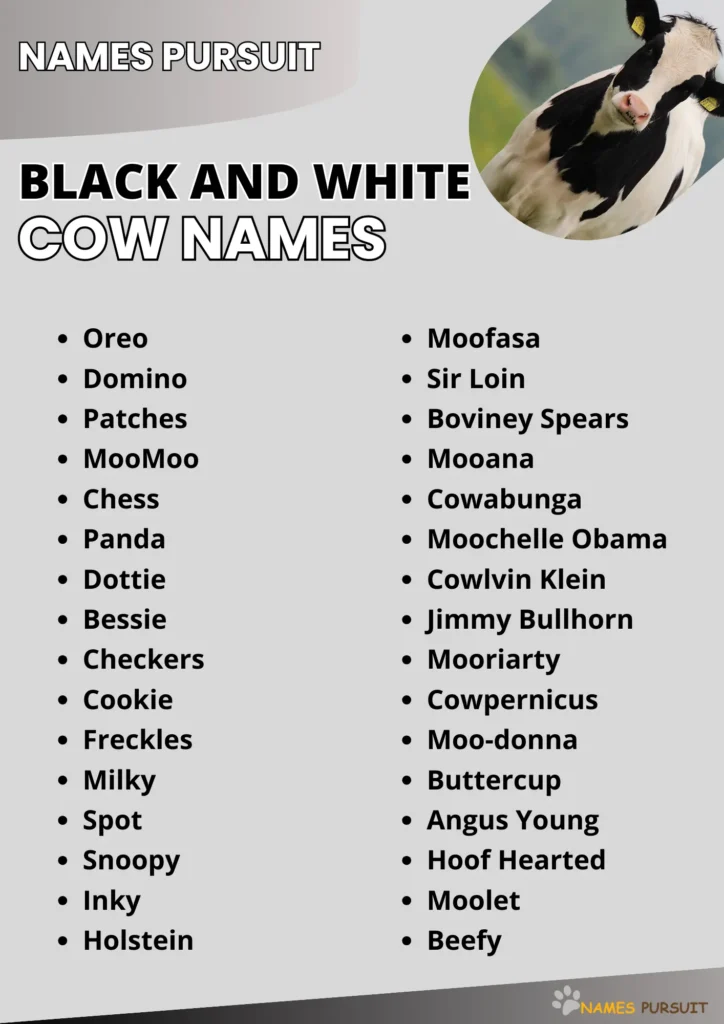 Top Black and White Cow Names Ideas