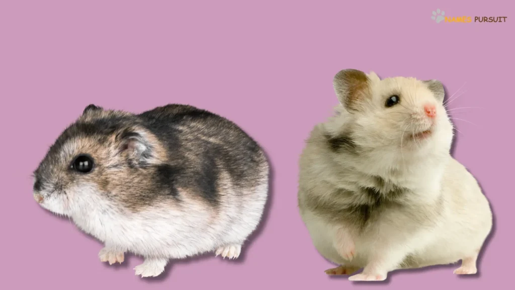 Funny Hamster Names for Pairs