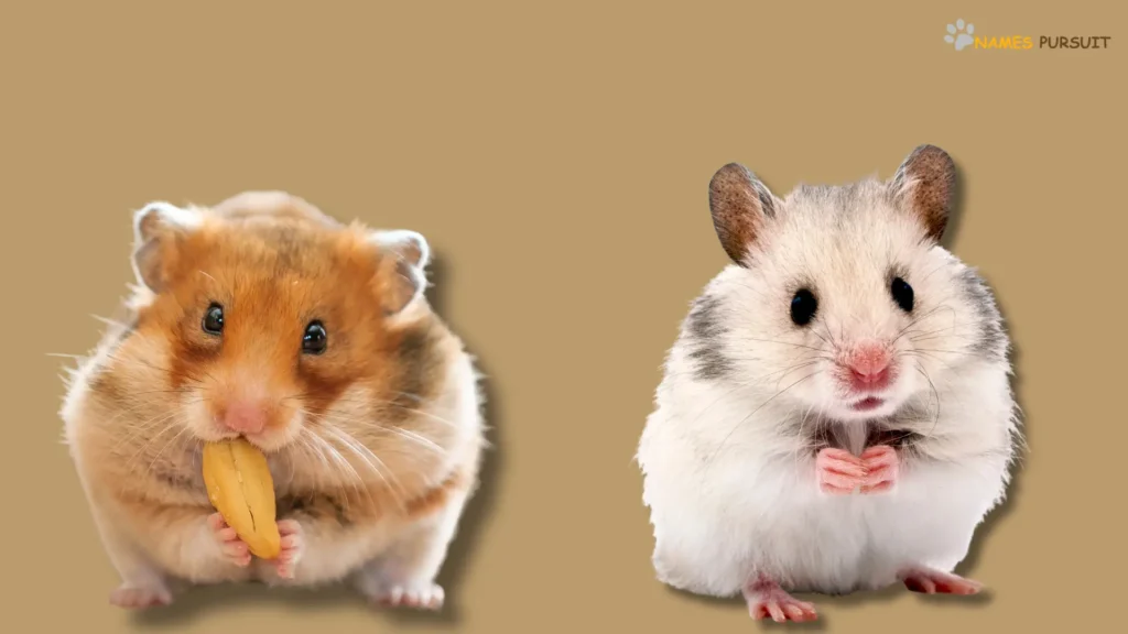 Funny Male Hamster Names