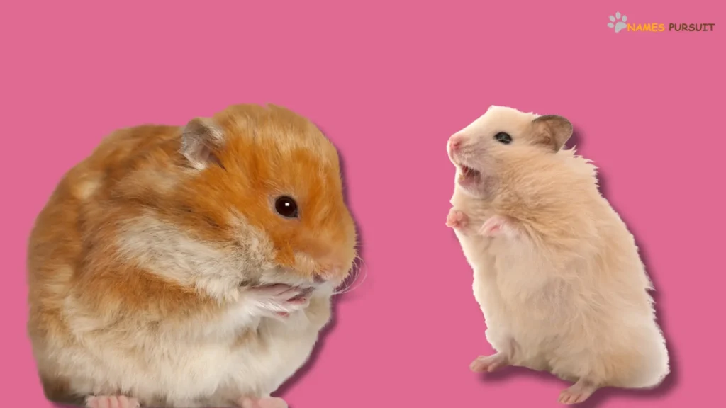 Funny Names for Female Hamsters
