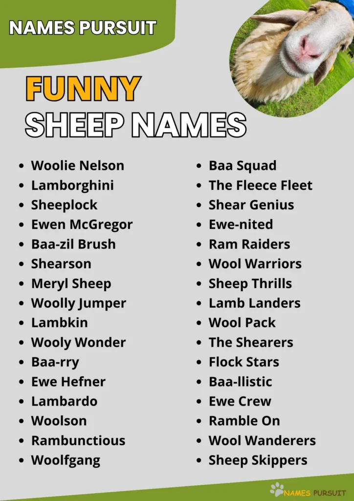 Best Funny Sheep Names Ideas