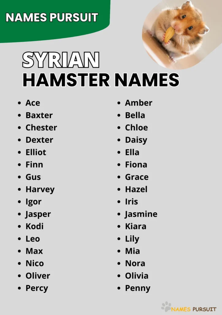 Best Syrian Hamster Names 