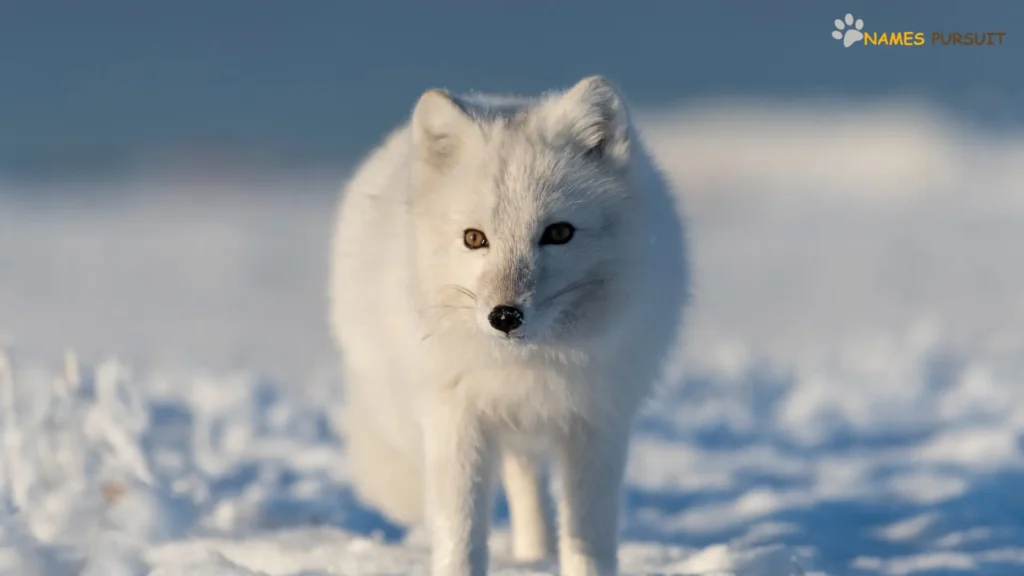 Unique Arctic Fox Names
