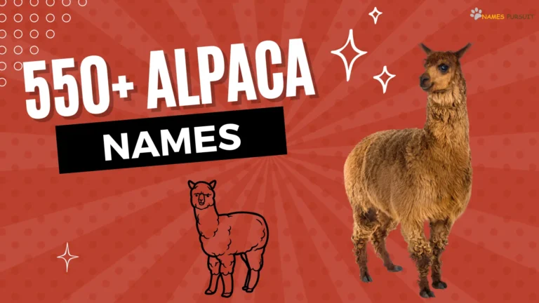 Alpaca Names