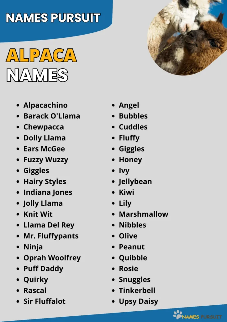 Best Alpaca Name Ideas