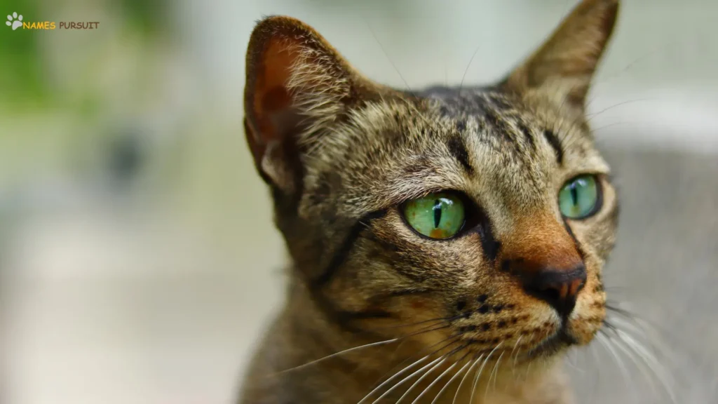 Badass Names for Green-Eyed Cats 
