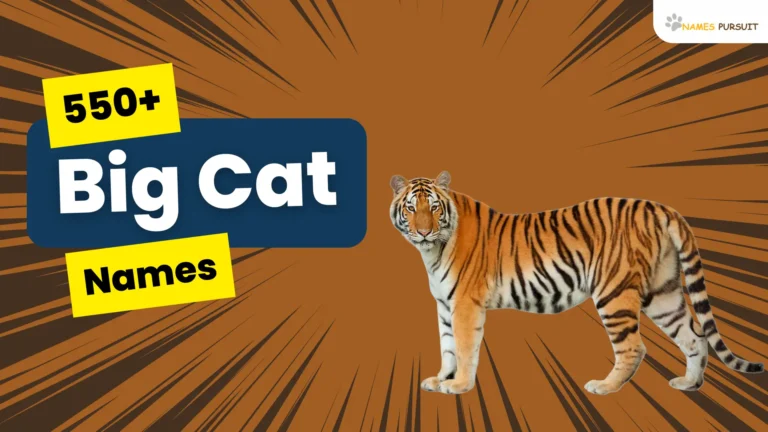 Big Cat Names