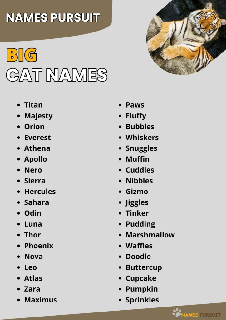 Big Cat Names infographic