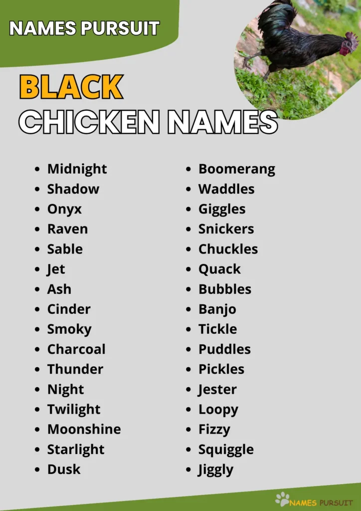 Black Chicken Names Ideas