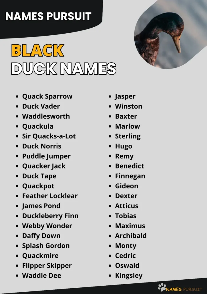 Black Duck Names infographic