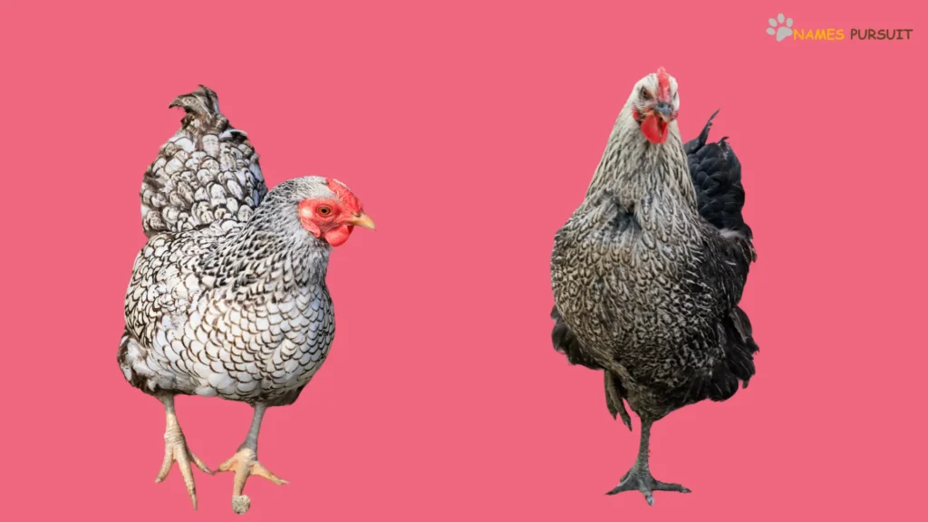 Black and White Chicken Names Female