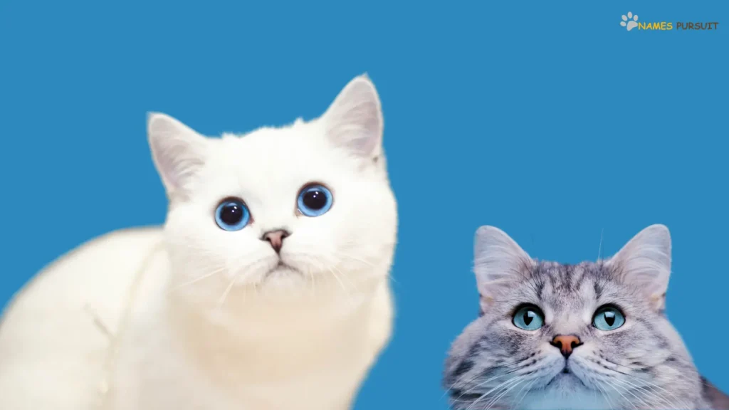 Blue-Eyed Cat Names (1)