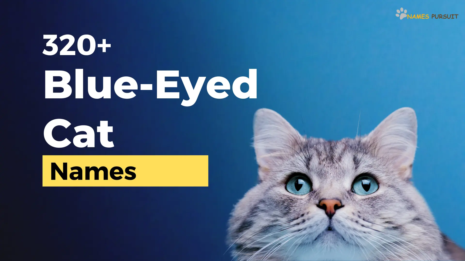 320-blue-eyed-cat-names-unique-naming-guide