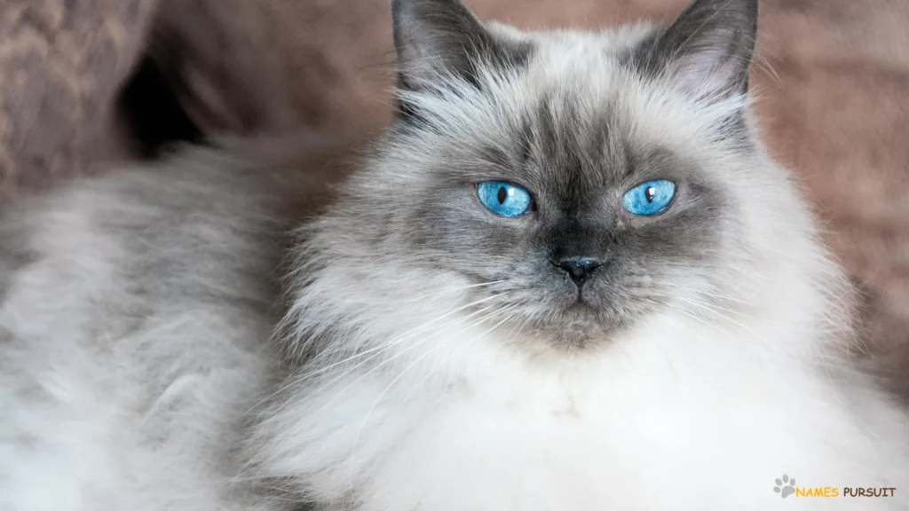 Blue-Eyed Female Cat Names