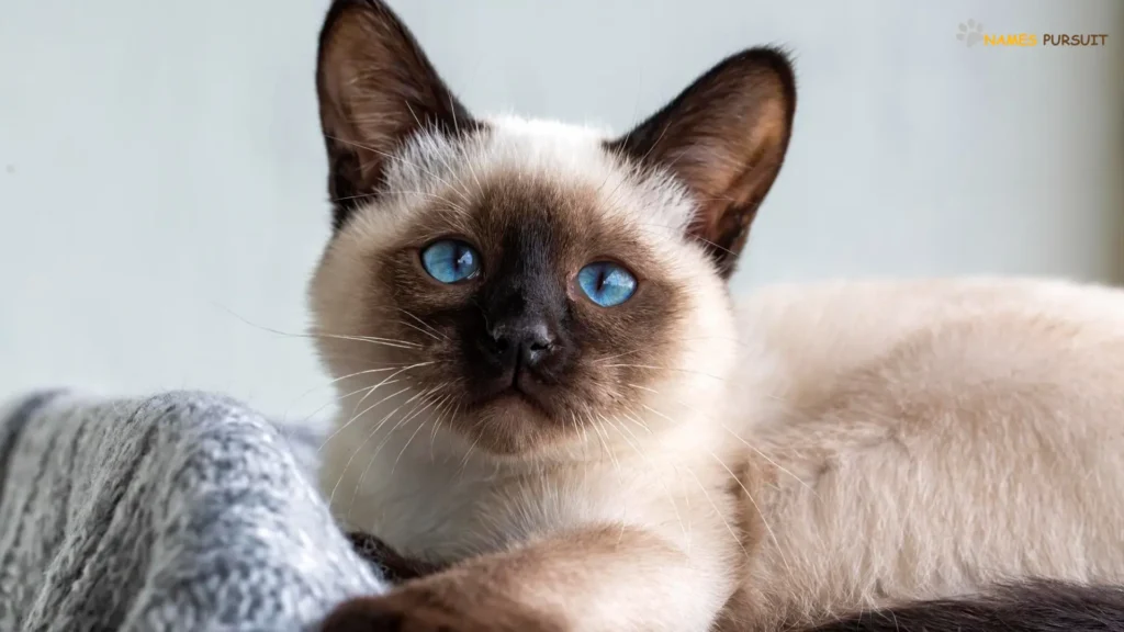 Blue-Eyed Male Cat Names