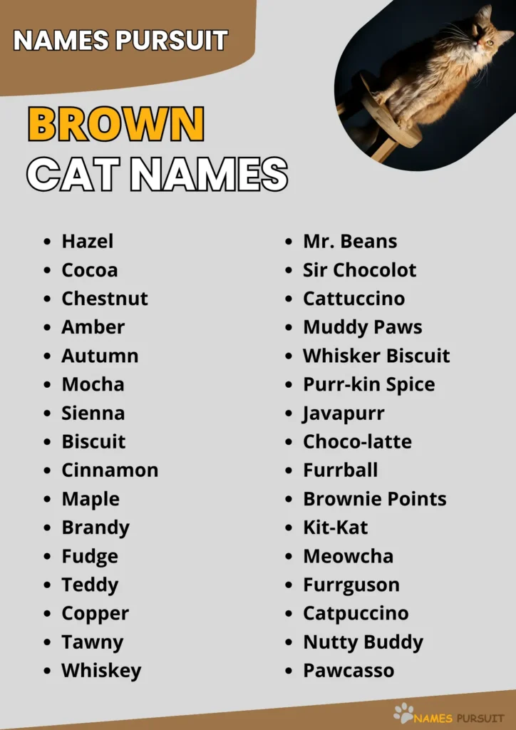 570 Brown Cat Names Creative Naming Guide 