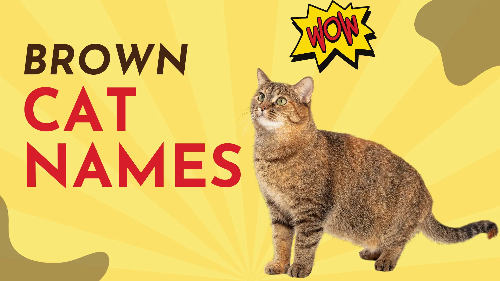 570 Brown Cat Names Creative Naming Guide 