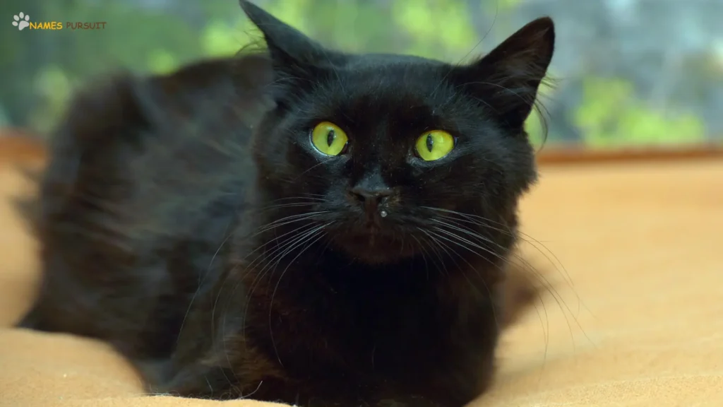 Catchy Black Cat with Green Eyes Names