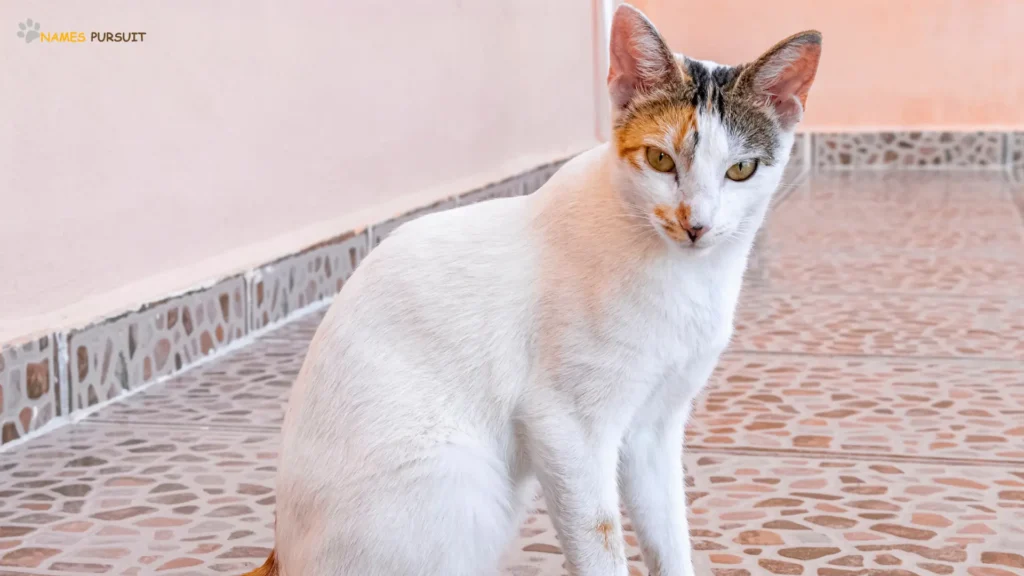 Catchy Mexican White Cat Names 