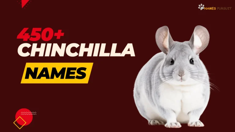 Chinchilla Names